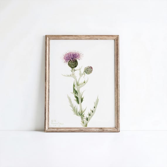 Prairie Thistle Flower Art Print Vintage Botanical Wall Decor