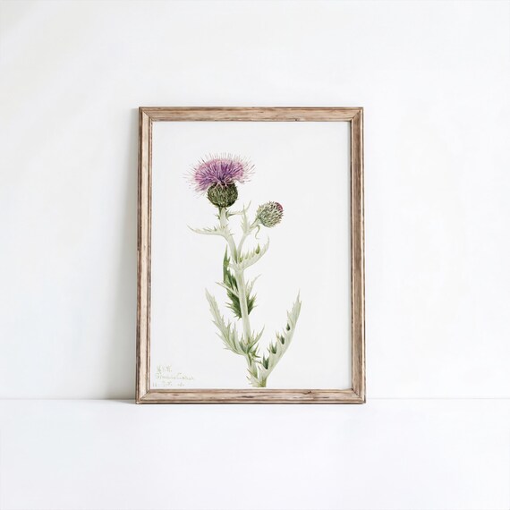 Prairie Thistle Vintage Botanical Illustration Purple Wildflower Art Poster
