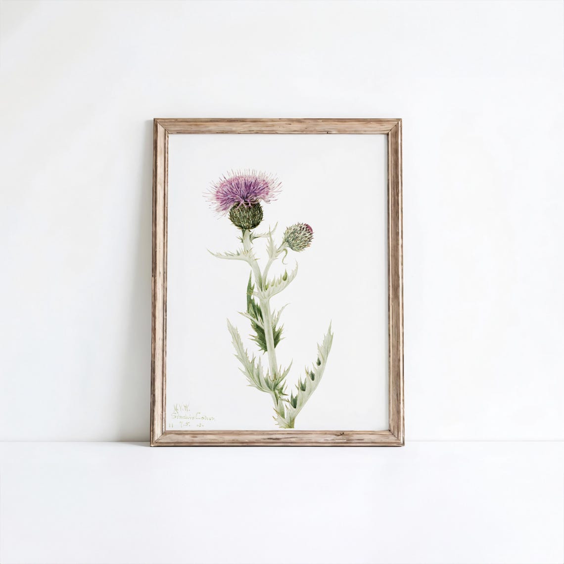 Prairie Thistle Flower Art Print Vintage Botanical Wall Decor