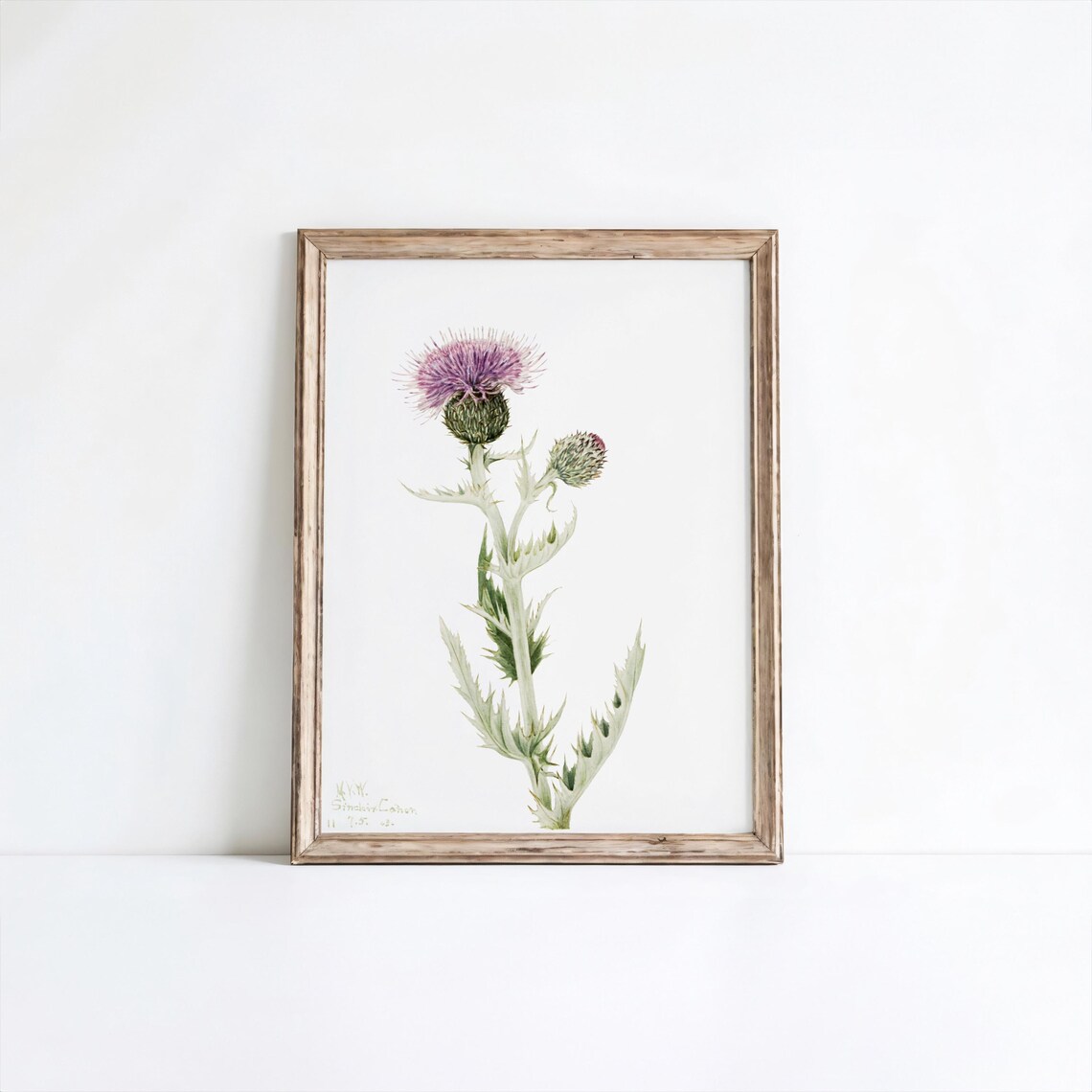 Prairie Thistle Vintage Botanical Illustration Purple Wildflower Art Poster