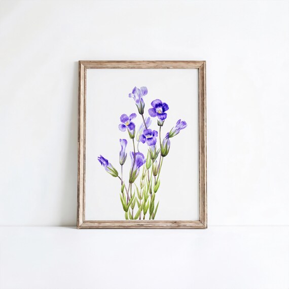 Fringed Gentian Flower Print Vintage Botanical Art