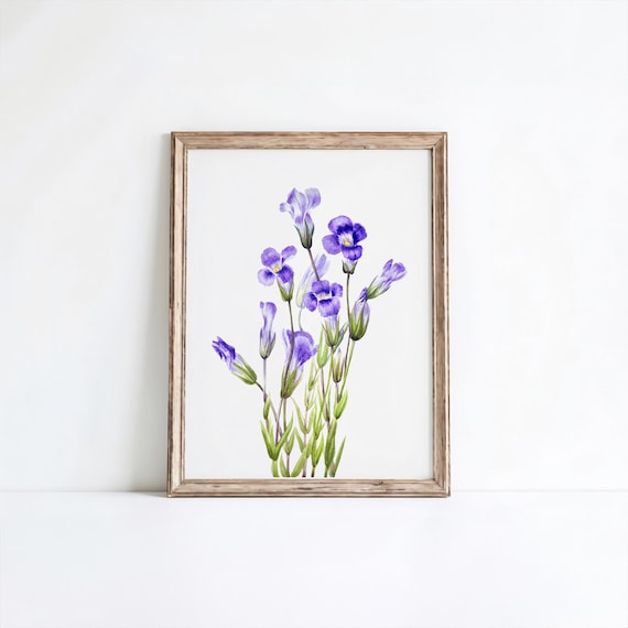 Mary Vaux Walcott Fringed Gentian Purple Bell Botanical Print