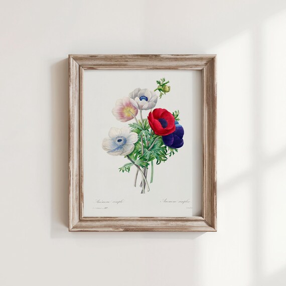 Anemone Simplex Red White Blue Vintage Botanical Flower Art Poster