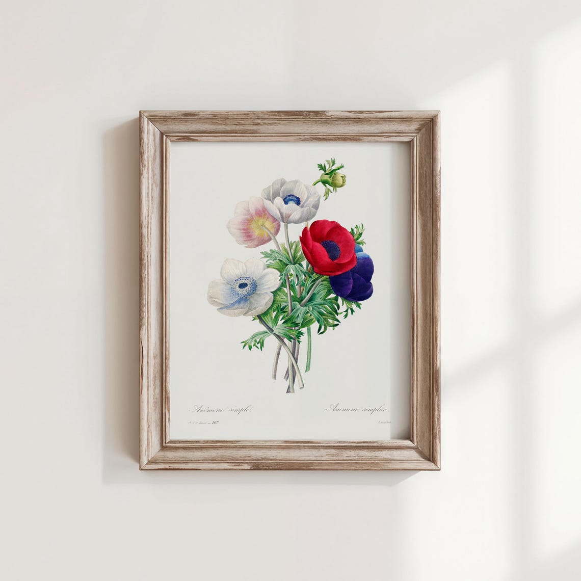 Redout Anemone Flower Art Print Vintage Botanical Wall Decor