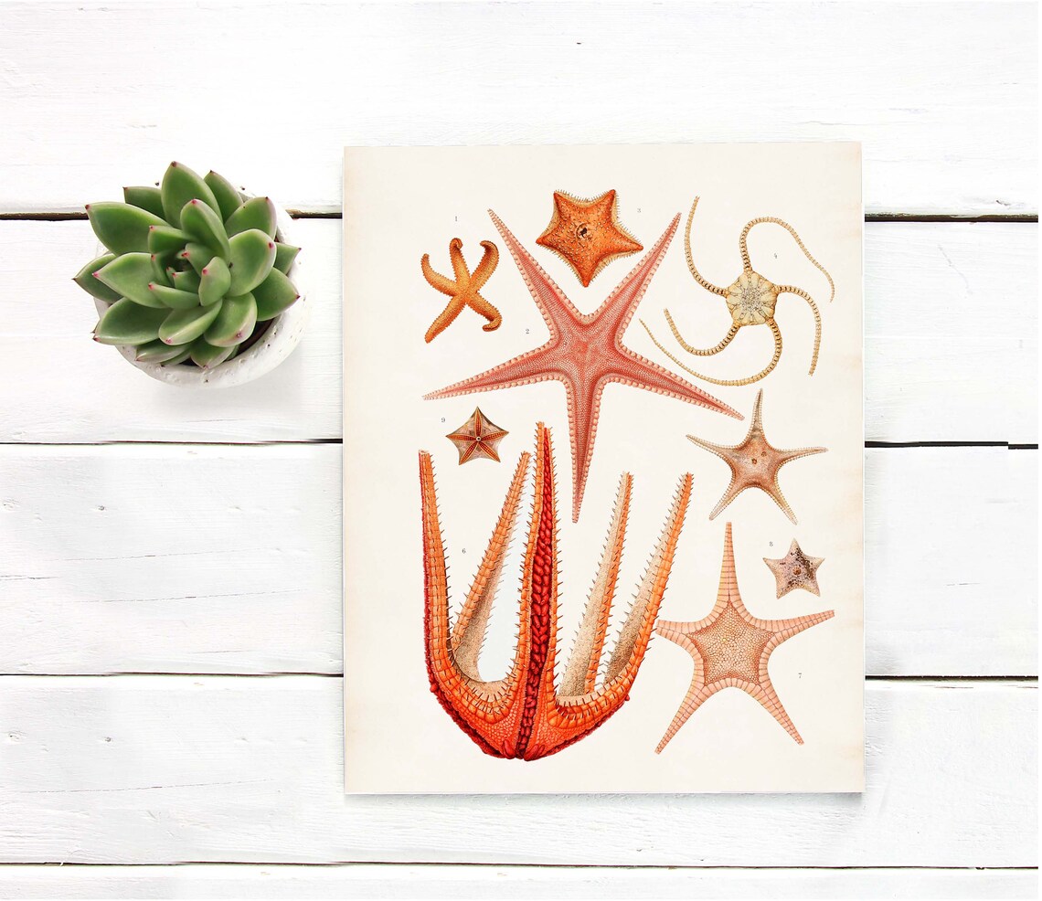 Warm Orange Starfish Nautical Art Print Starfish Poster