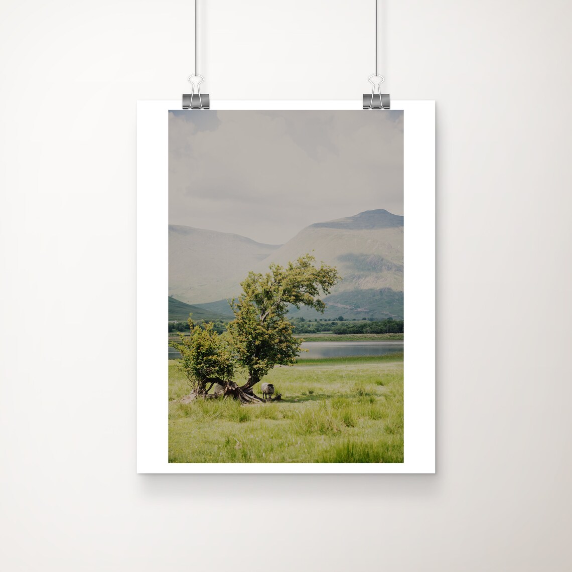 Highland Sheep Loch Awe Scotland Meadow Mountain Photo Poster