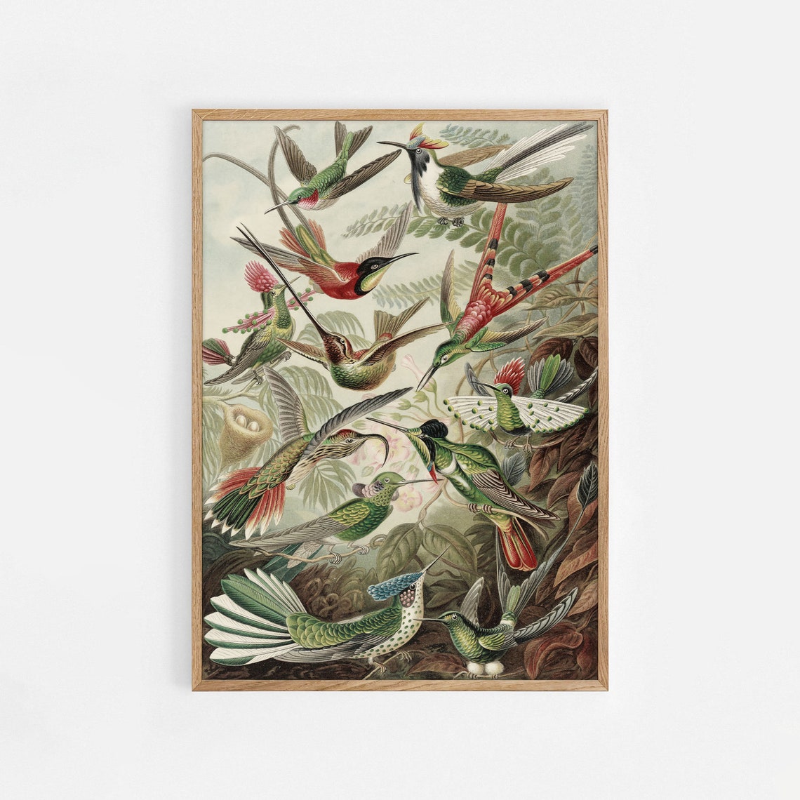 Hummingbird Art Print Bird Scientific Illustration Antique Vintage Painting Wall Art Delicate Hummingbird Painting Living Room Decor