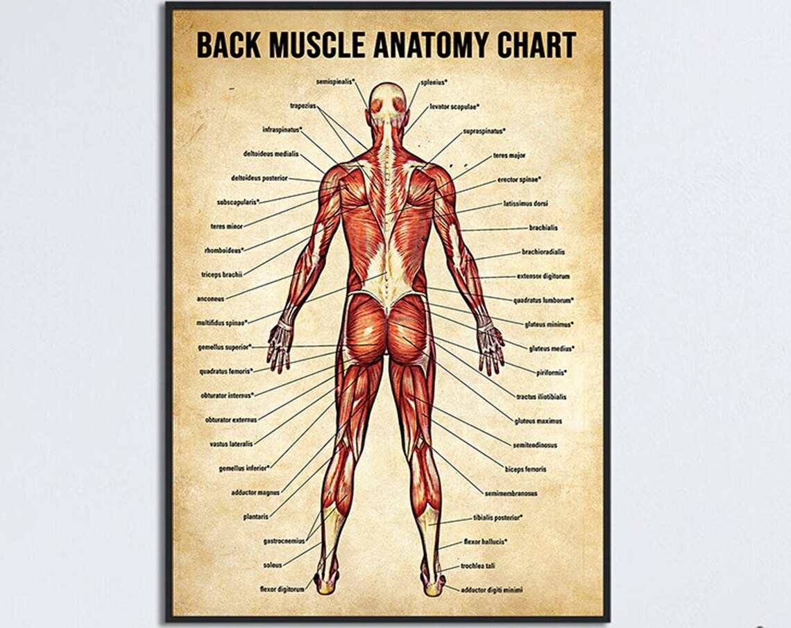 Back Muscle Anatomy Chart, Human Anatomy Poster