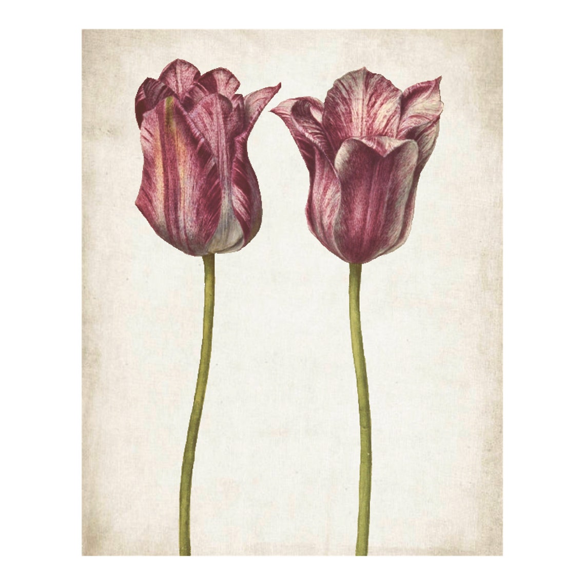 Vintage Purple Striped Tulips Botanical Illustration Flower Art Poster - Image 4
