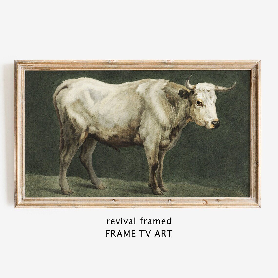 White Bull Standing in a Vintage Rustic Farm Animal Oil Poster