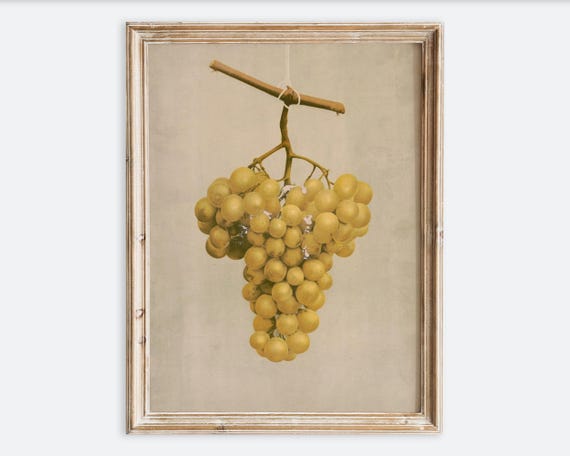 Vintage Grapes Antique Botanical Food Poster