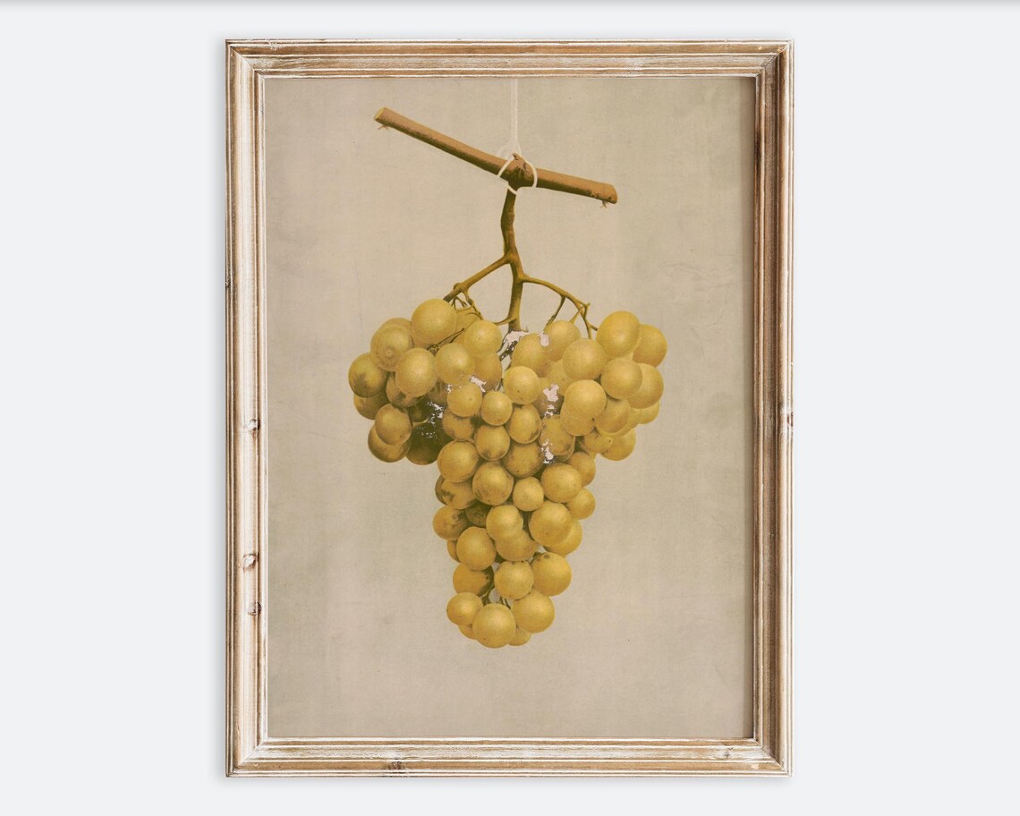 Vintage Grapes Antique Botanical Food Poster