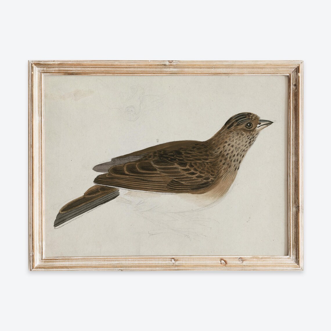 Vintage European Eurasian Skylark Birds Animal Illustration Painting Wall Art Print Rustic Farmhouse Poster Antique Moody Decor Vp212