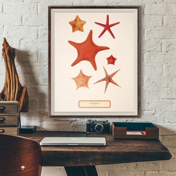 Vintage Starfish Antique Illustration 19th Century Starfish Wall Art