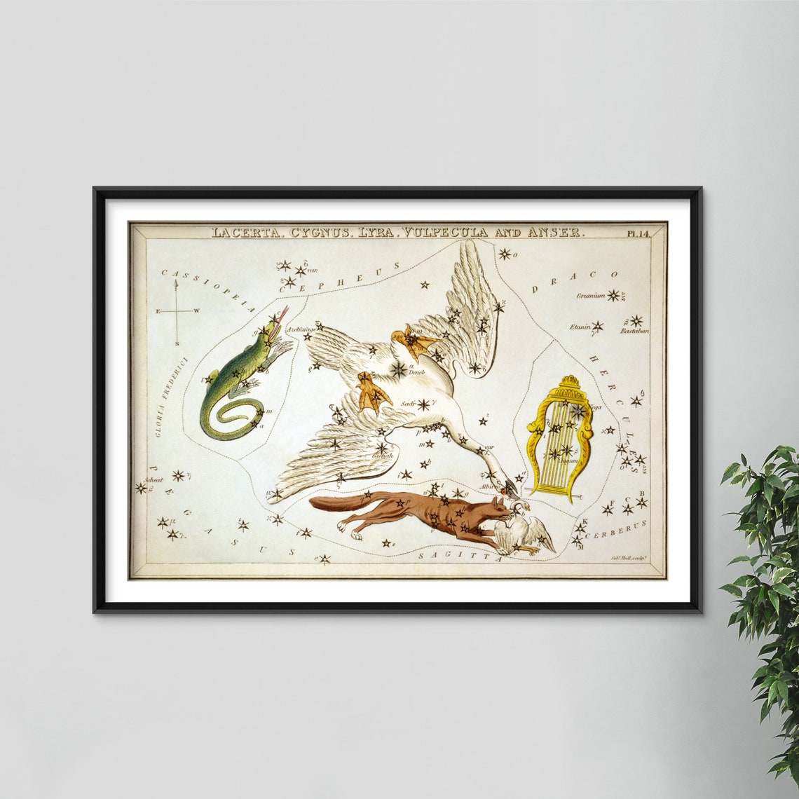 Lacerta Cygnus Lyra Vulpecula Antique Constellation Star Chart Poster - Image 4