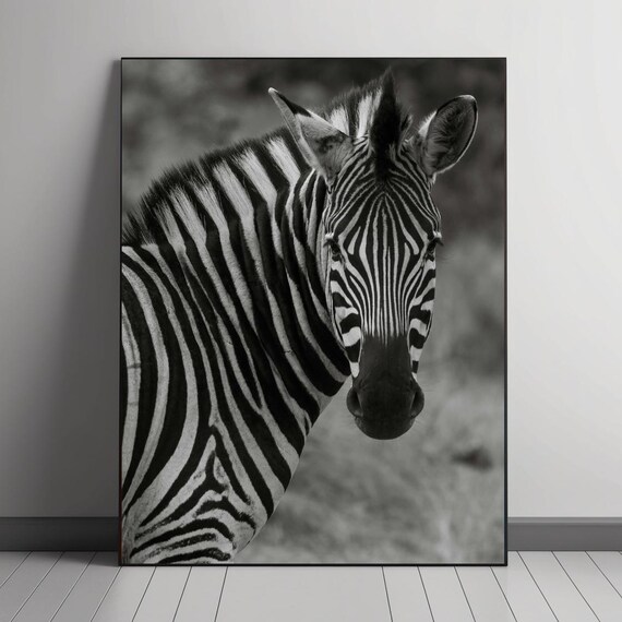 Monochrome Zebra, Wildlife Photography Art Print