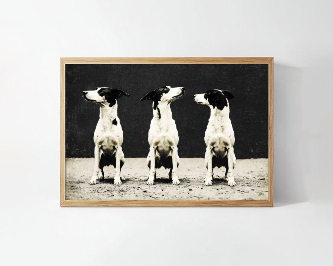 Three Sitting Dogs Vintage Black And White Photo Style Poster
