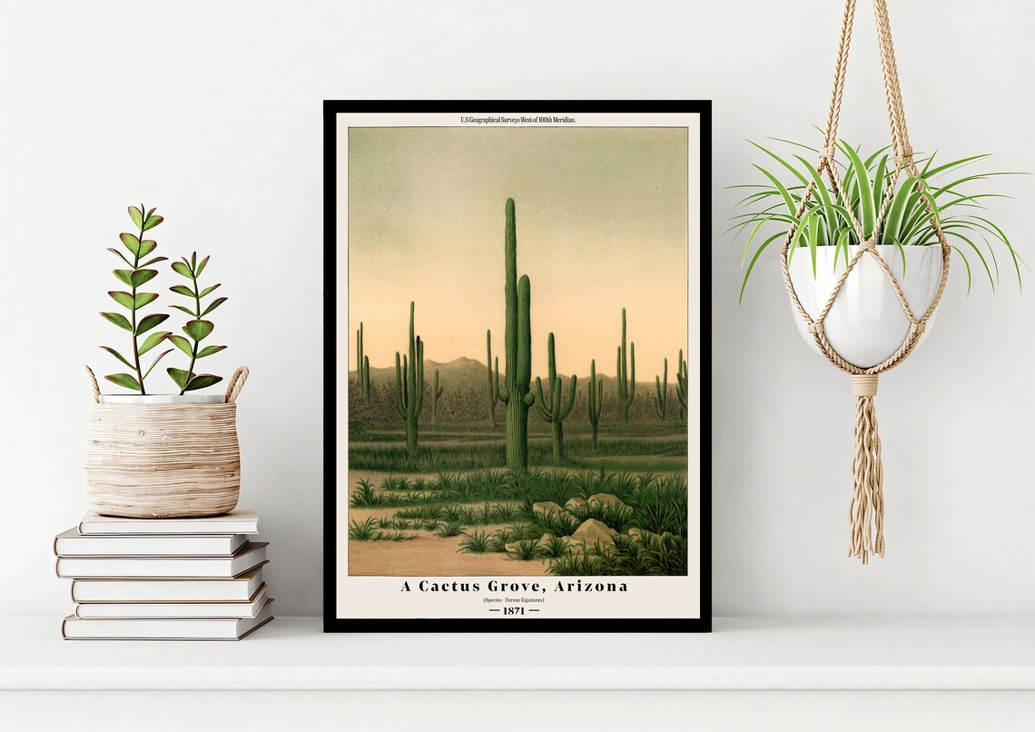 Vintage Desert Cactus Art Print, US Survey Illustration