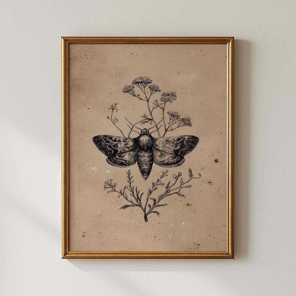 Vintage Moth Botanical Sketch Entomology Study Gallery Poster