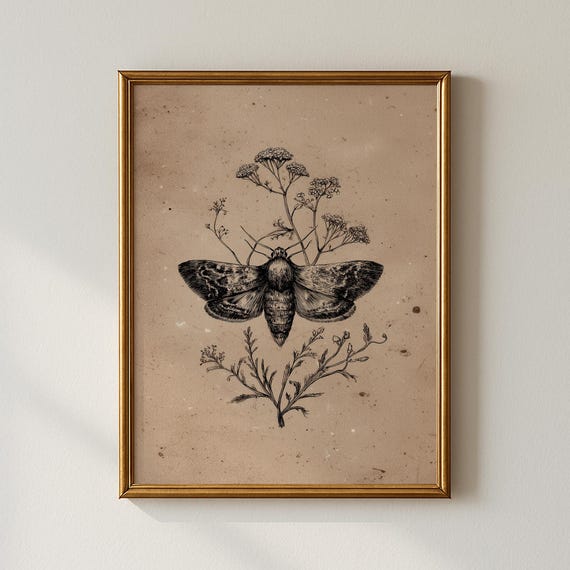 Vintage Moth Print Botanical Sketch Gallery Wall Art Collected Prints Cpp432