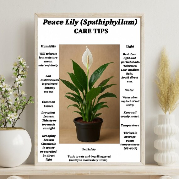 Peace Lily Care Tips Wall Art Spathiphyllum Plant Guideindoor Houseplant Decor Botanical For Lovers
