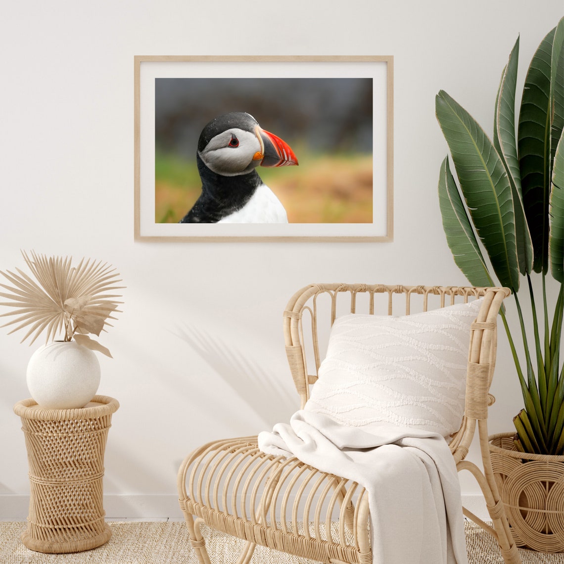 Iceland Puffin Bird Wall Art Print Puffin Bird Portrait Photography Print Iceland Wildlife Photography Print Atlantic Puffin Wall Decor - Image 3