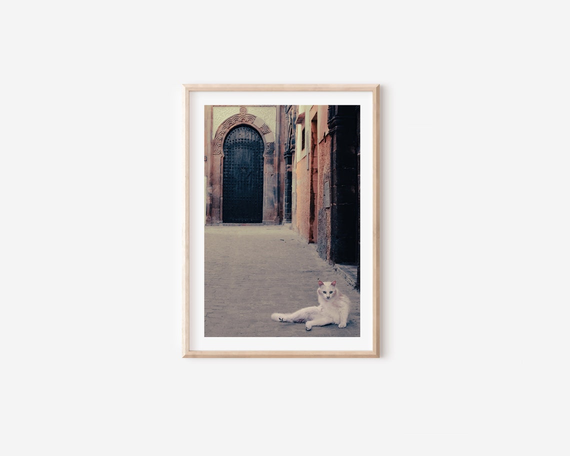 Stray Cat Photography Print Cat Photo Poster Morocco Photography Travel Photography Animal Photography Animal Photography Wall Art - Image 4