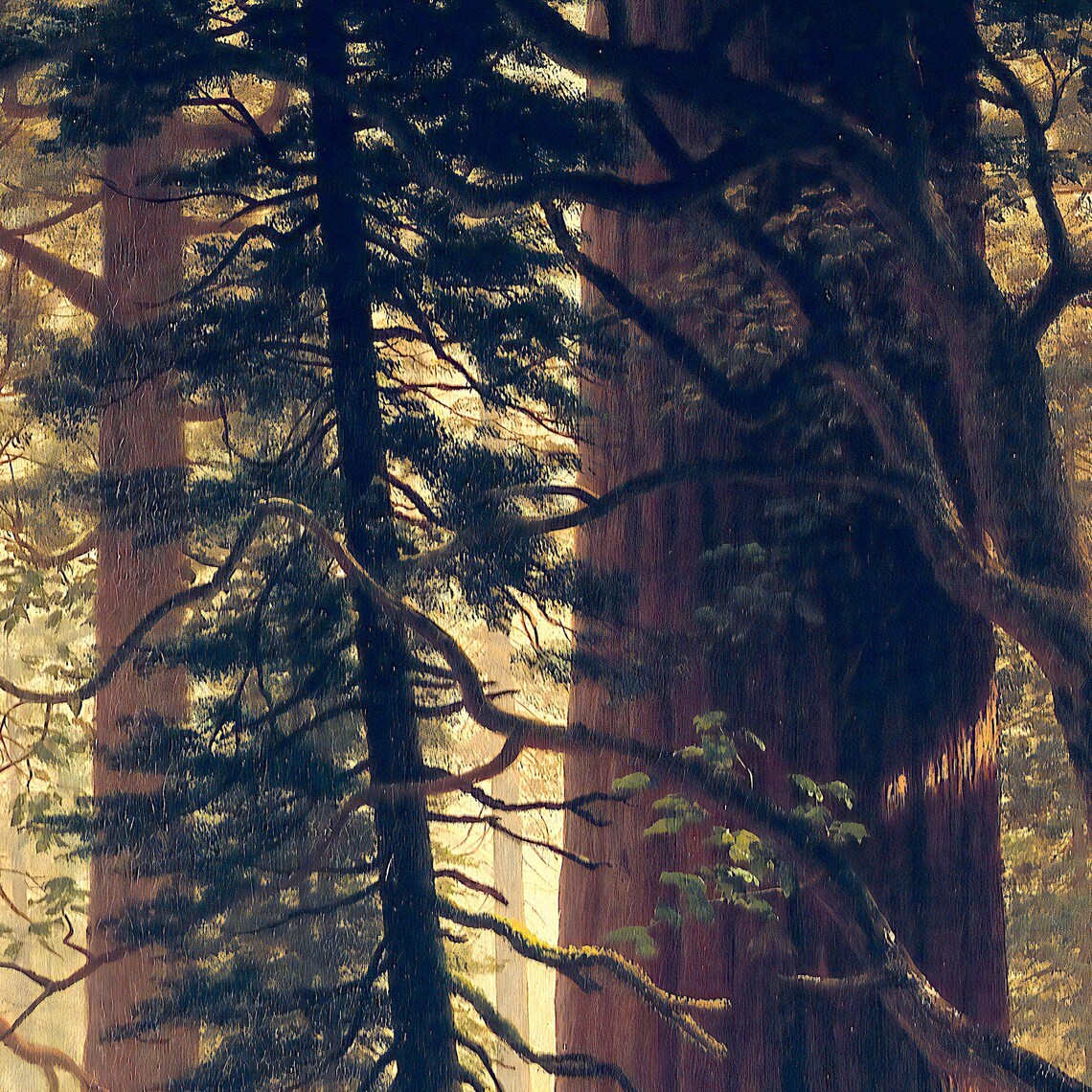 Giant Redwood Trees Of California, Landscape Art Print - Image 2