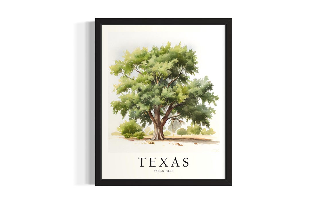 Texas Pecan Tree Watercolor Botanical Style Minimalist Poster