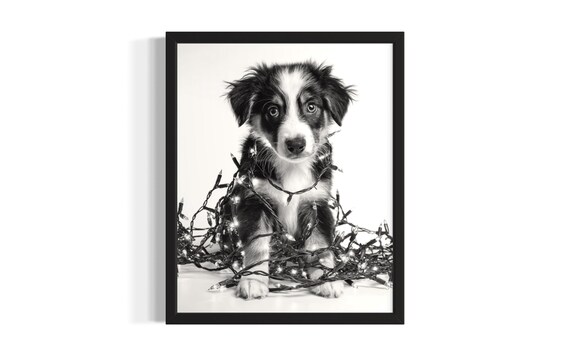 Australian Shepherd Puppy Tangled In Christmas Lights Poster
