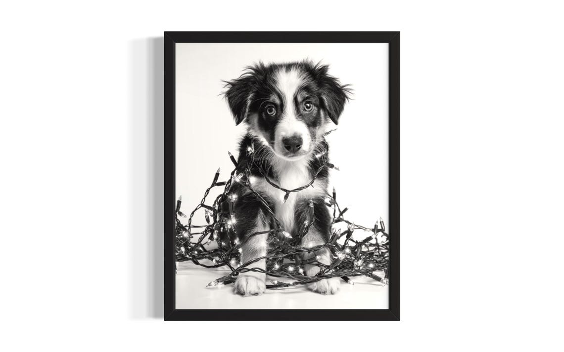 Australian Shepherd Puppy Tangled In Christmas Lights Poster