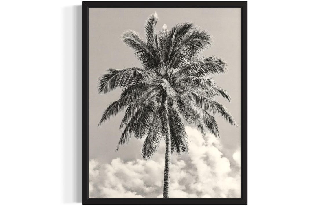 Palm Tree Canopy Against Clouds Black and White Photo Poster