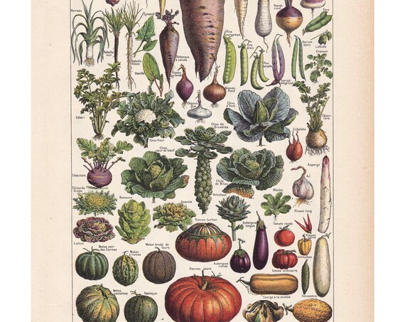 Vegetables Antique Lithograph Giclee Print Framedunframed