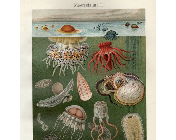 Sea Life Octopus Jellyfish Fine Art Print Antique Lithograph 1908 Framedunframed