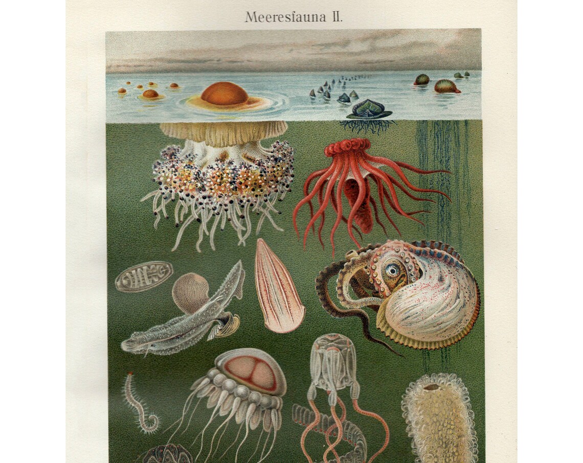 Meeresfauna II Vintage Sea Life Chromolithograph Marine Biology Poster