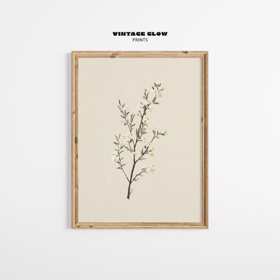 Antique Manuka Plant Vintage Botanical Art Print