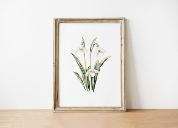 Watercolor Snowdrop Flowers Print Botanical Art Floral Wall Instant Home Decor Nature