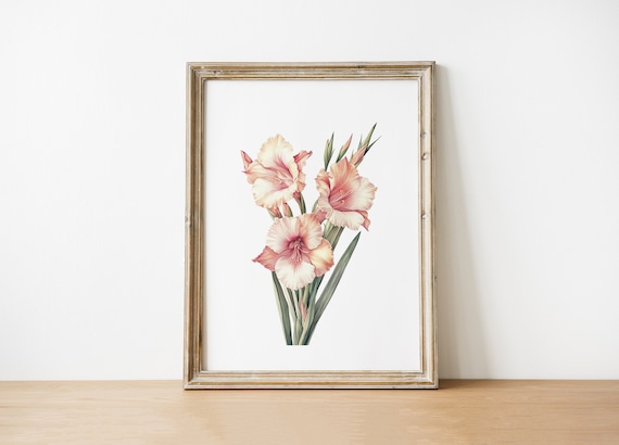 Floral Art Print Gladiolus Flower Botanical Illustration Wall Decor Home Poster Artwork