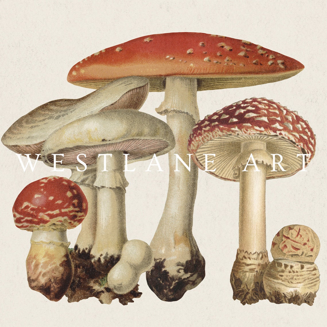 Vintage Botanical Mushroom Illustration Autumn Fall Wall Art Print - Image 2