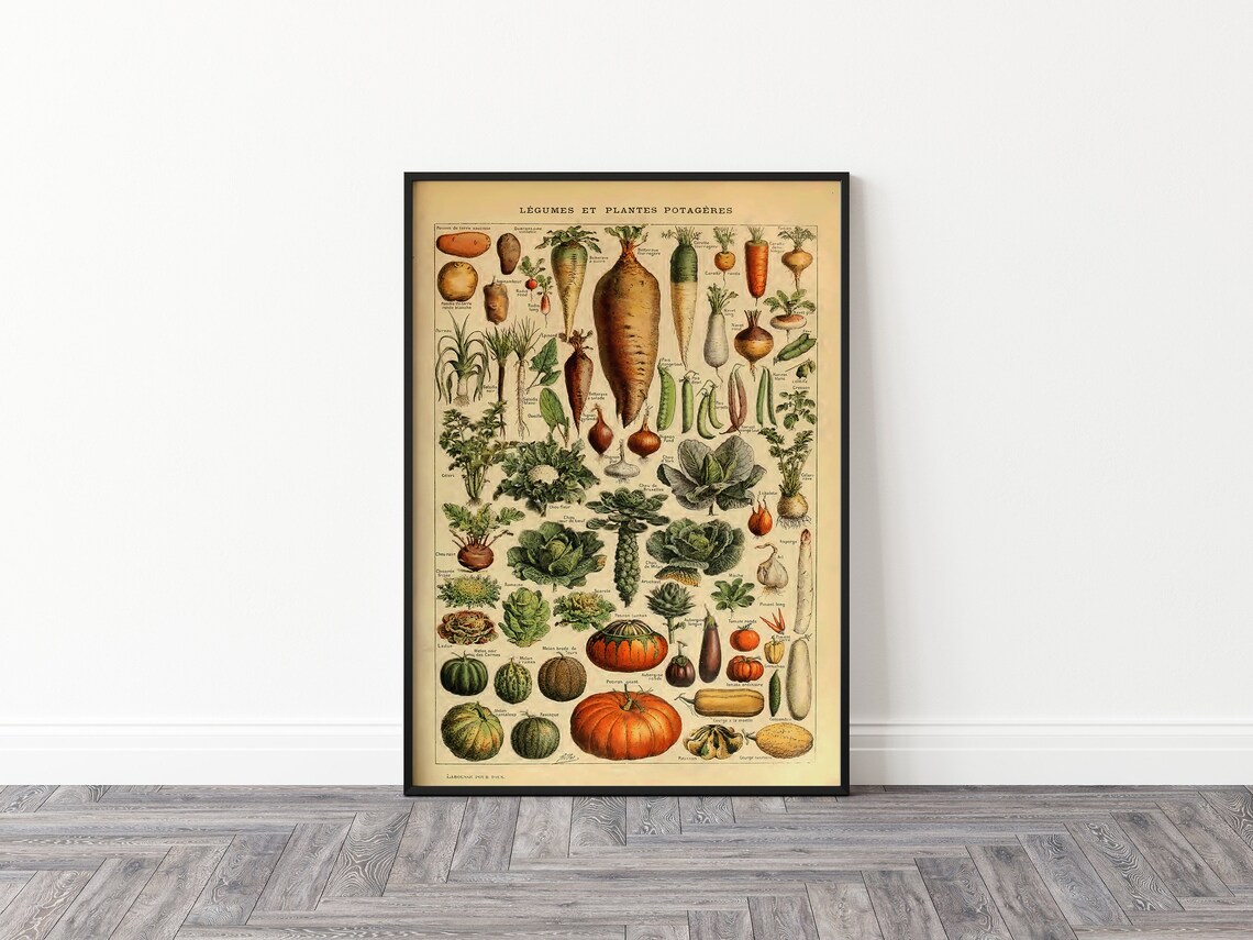 Adolphe Millot Botanical Vegetables Art Print, Kitchen - Image 2