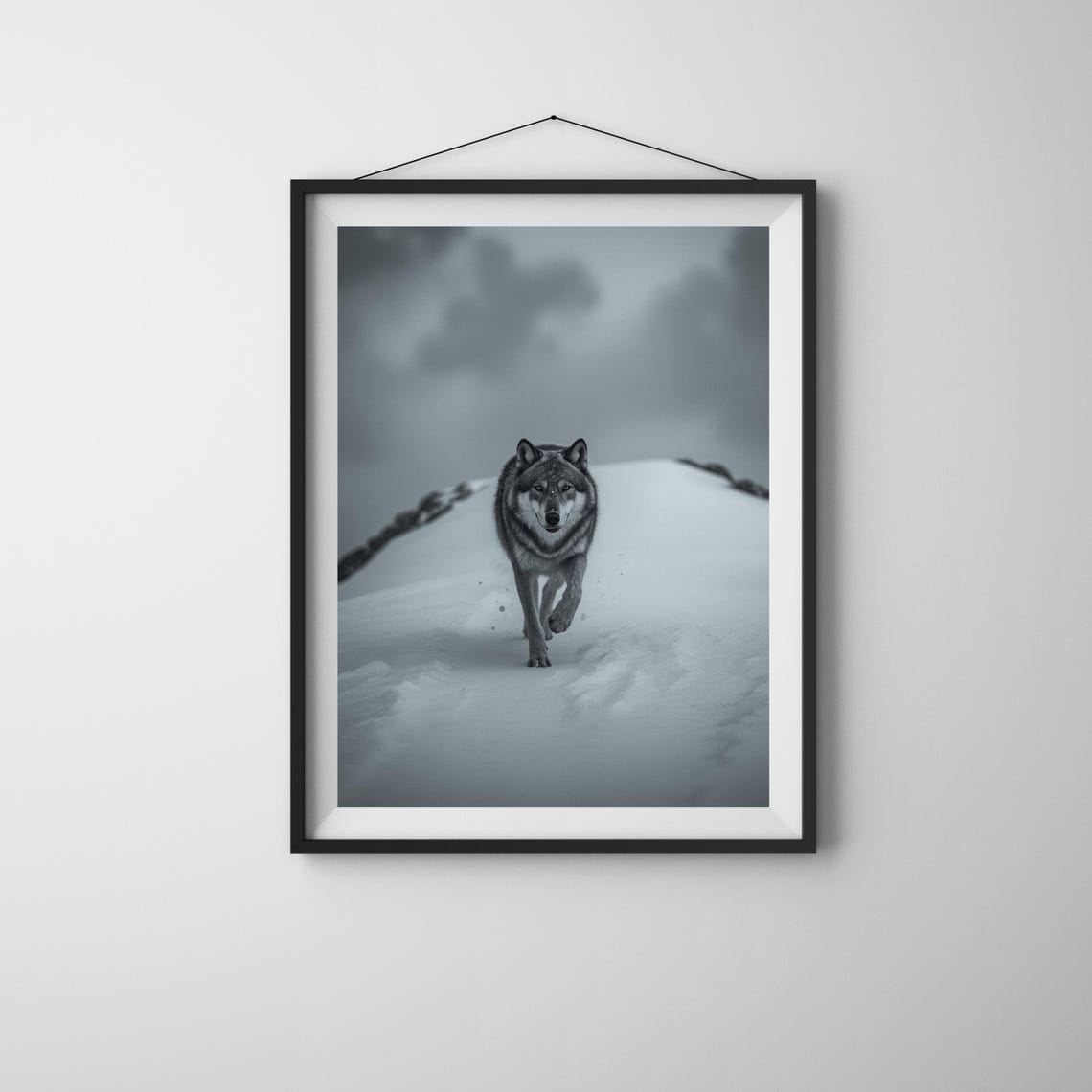 Lone Wolf In Snow Print Dramatic Black And White Wildlife Photography