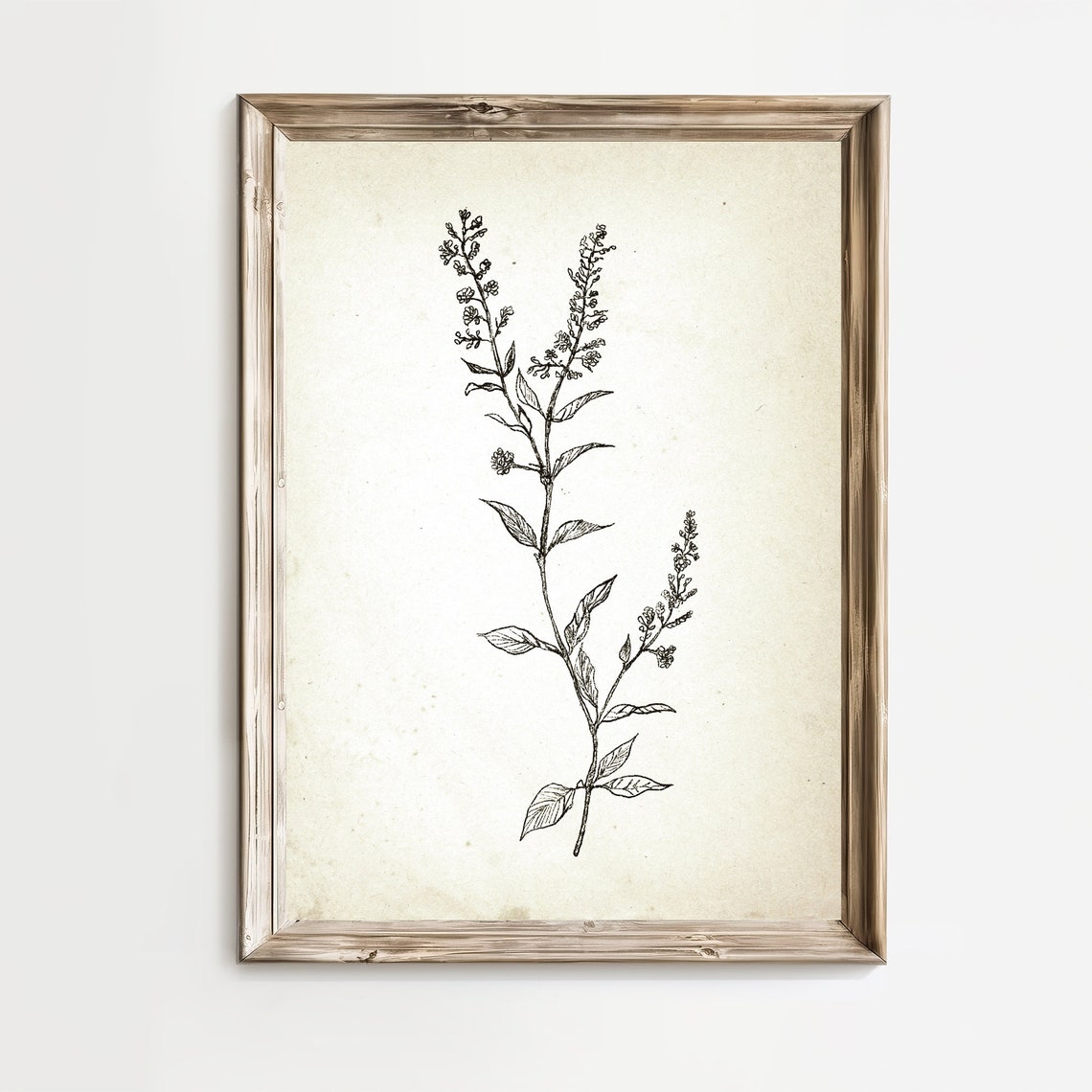 Vintage Botanical Ink Sketch Flowering Branch Farmhouse Print