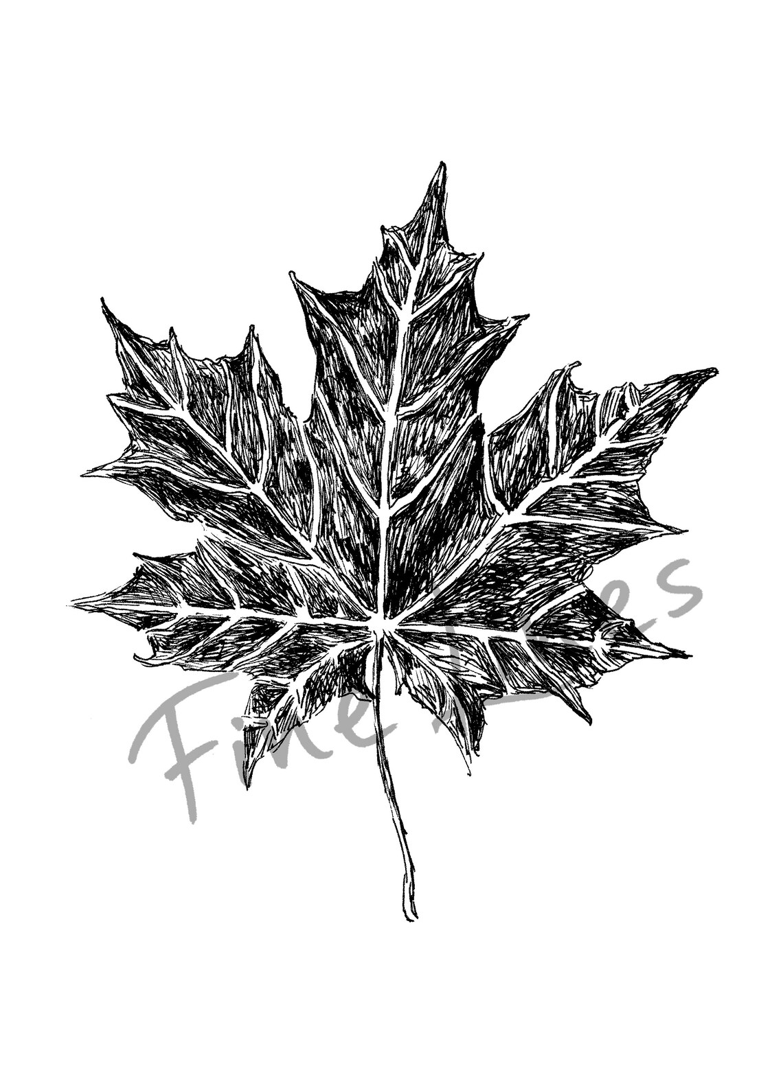 Maple Leaf Ink Sketch Black White Autumn Botanical Line Art Print - Image 2