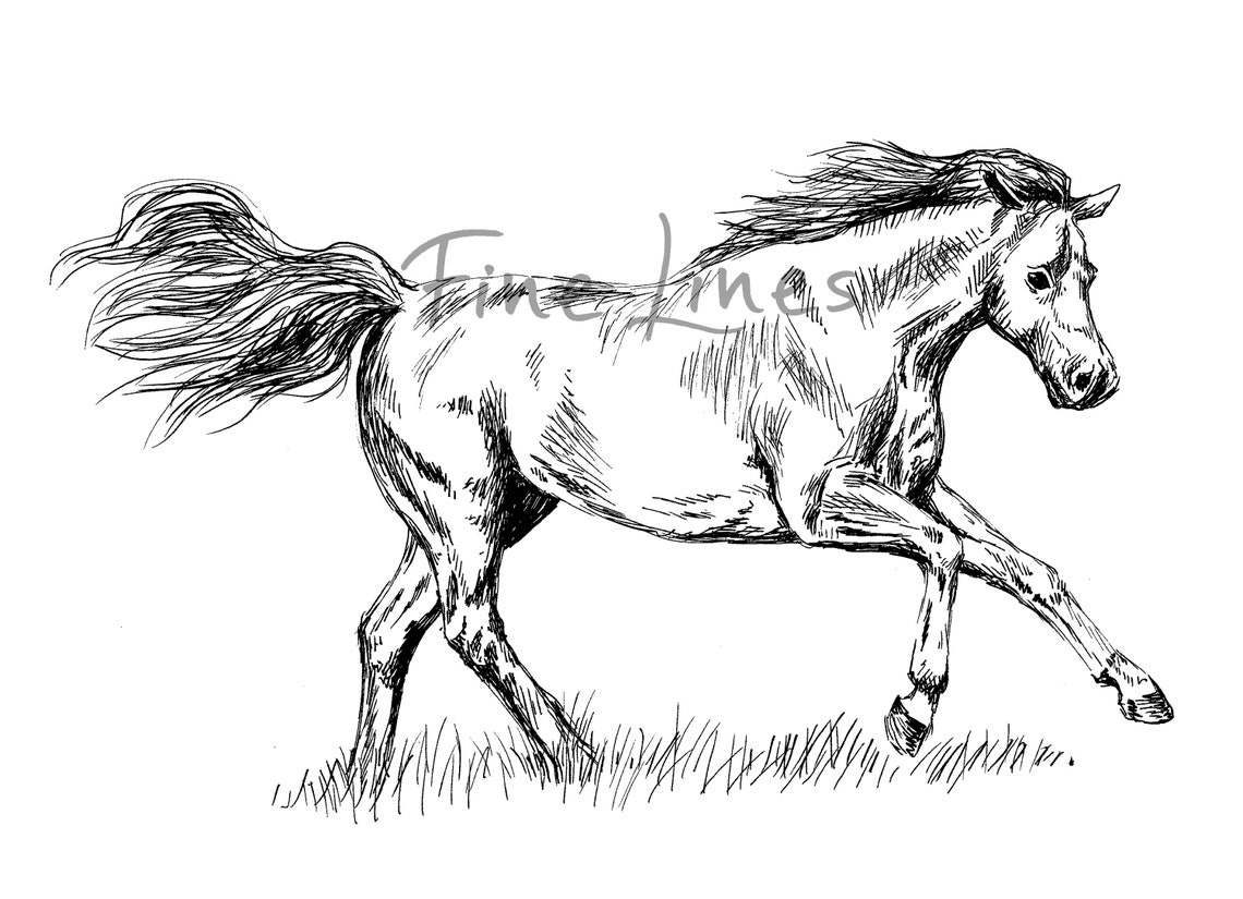 Galloping Horse Ink Sketch Black White Equestrian Line Art Print - Image 2