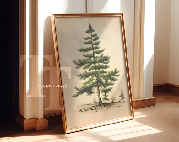 Single Pine Tree Vintage Botanical Sketch Minimalist Nature Art Poster