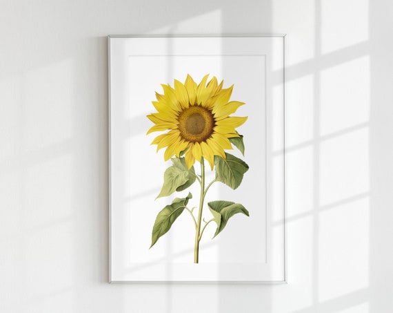 Sunflower Vintage Botanical Wall Art Print