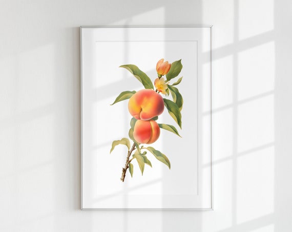 Vintage Peach Branch Botanical Art Print