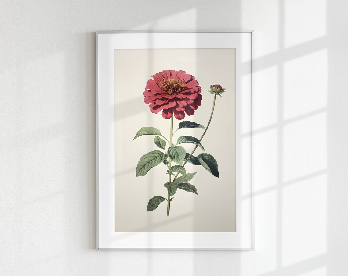 Zinnia Vintage Botanical Flower Art Print