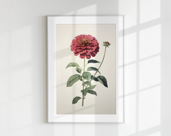 Zinnia Vintage Botanical Flower Art Print