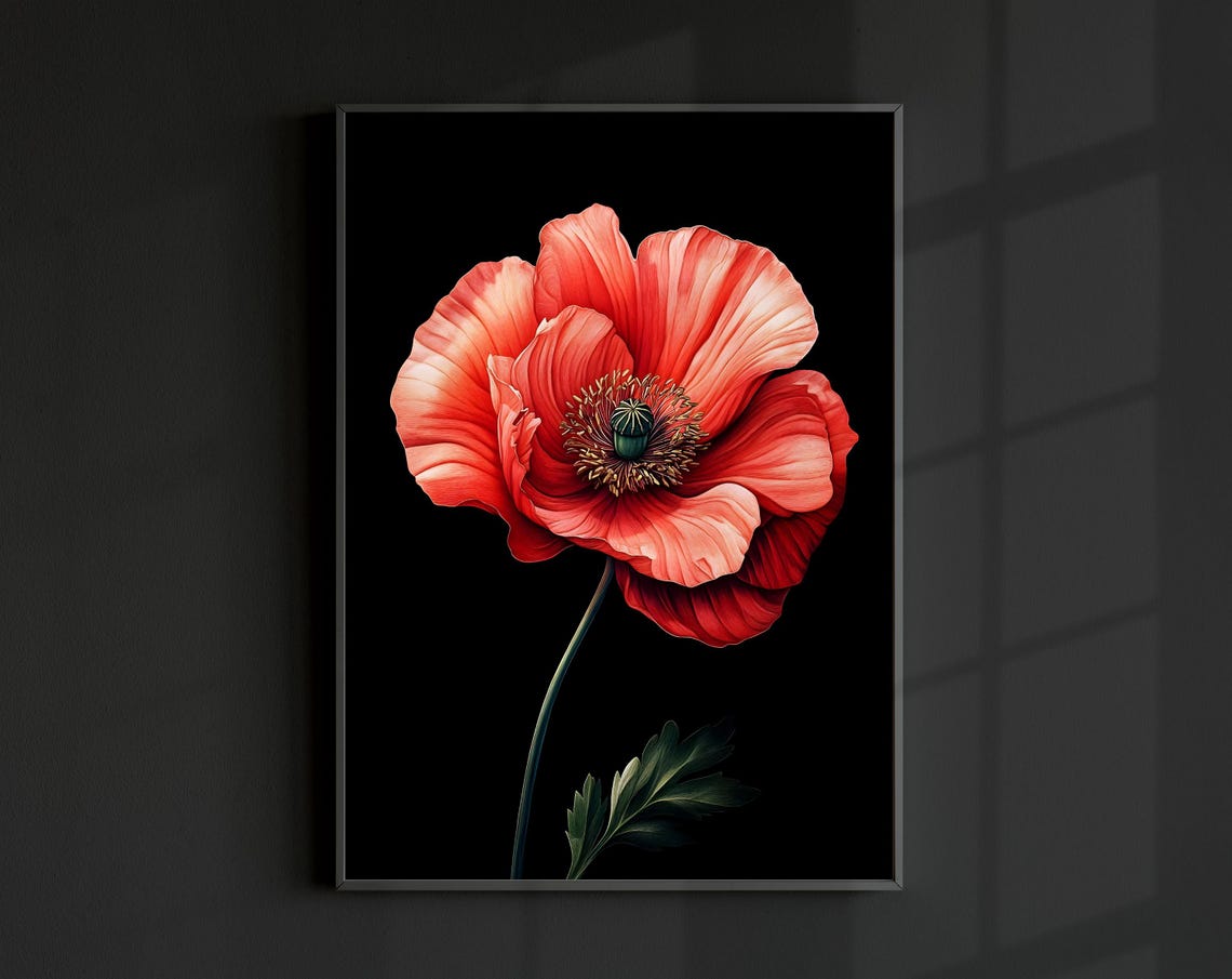 Red Poppy Bloom Close Up Black Background Dramatic Floral Wall Print